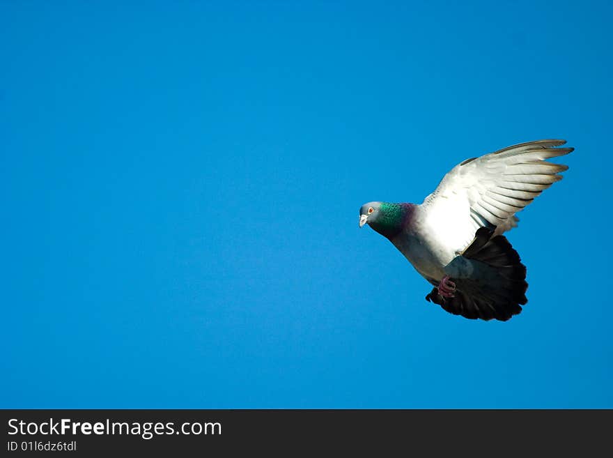 Wild beautiful dove on blue sunny sky. Wild beautiful dove on blue sunny sky