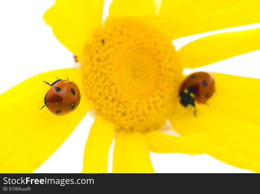 Two Ladybirds on a bright yellow flower isolated to a white background. Two Ladybirds on a bright yellow flower isolated to a white background