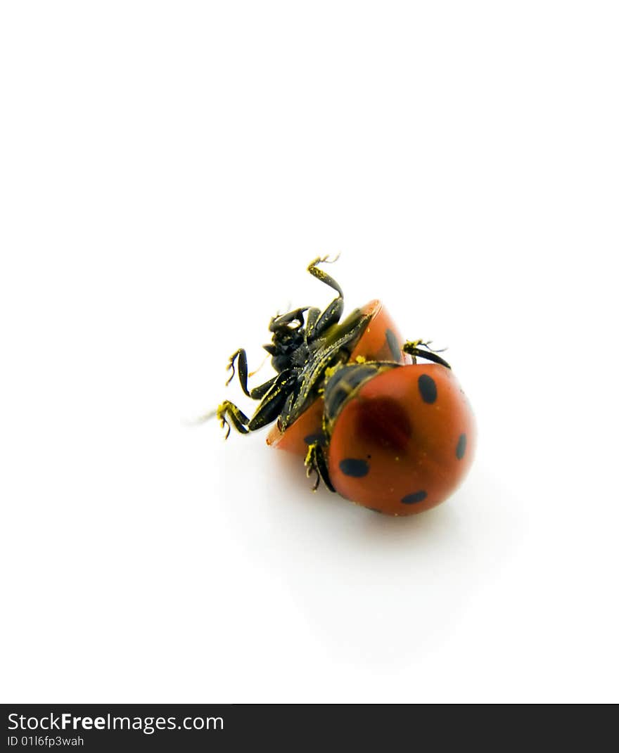 Two mating ladybirds rolling around isolated to a white background