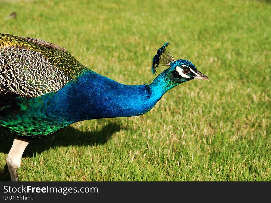 Peacock laying on the grass. Peacock laying on the grass