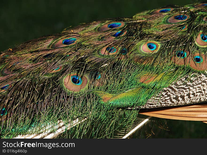 Detail of beautiful peacock tail - feather texture. Detail of beautiful peacock tail - feather texture