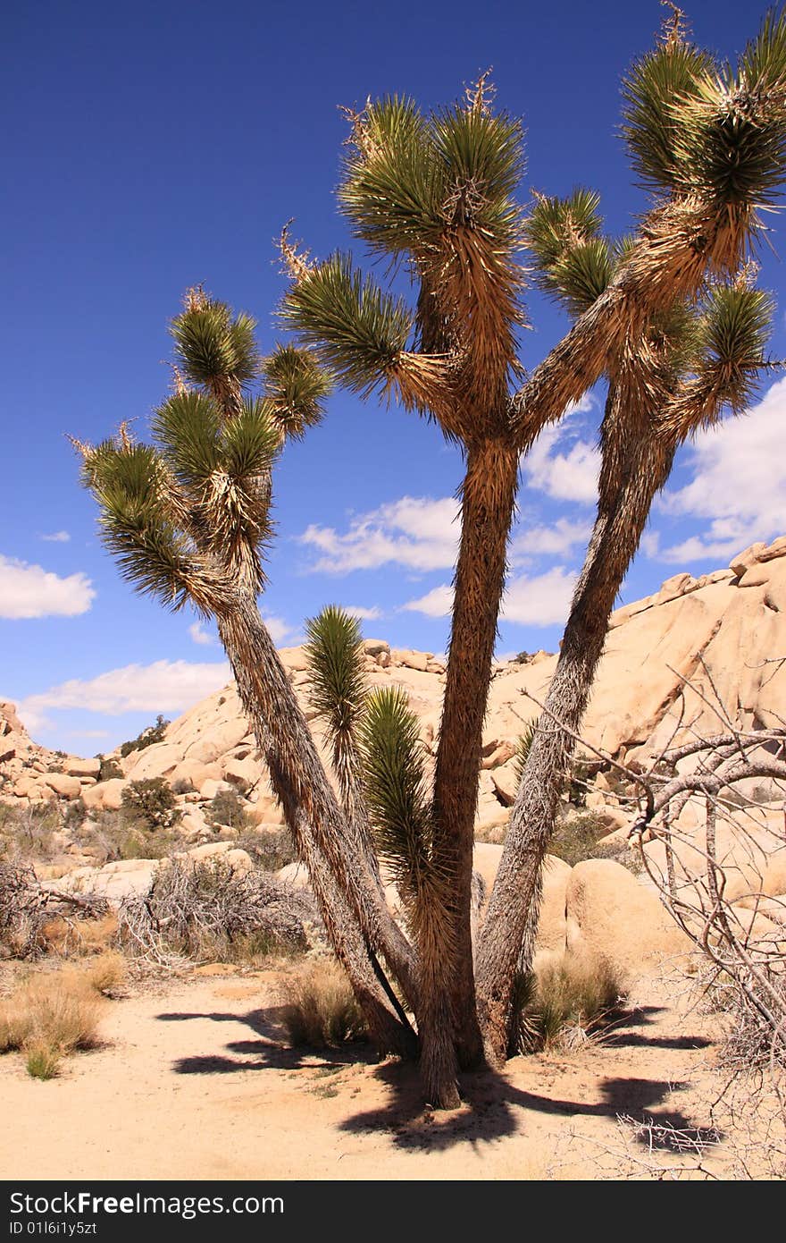 This is a shot of a Joshua Tree growing in the wild landscape of Joshua Tree National Park, in Ca.