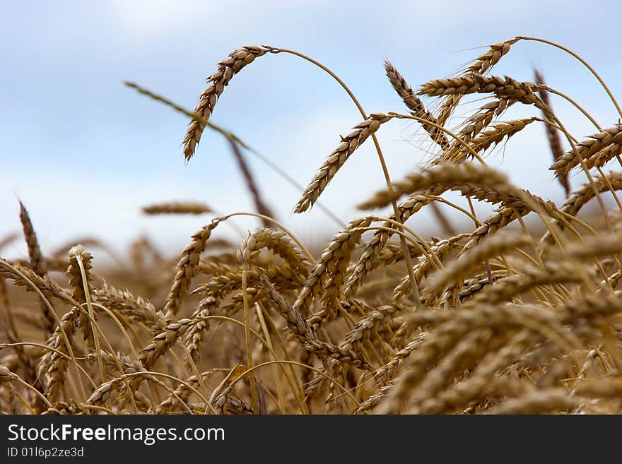 Ears of wheat in the field before reaping