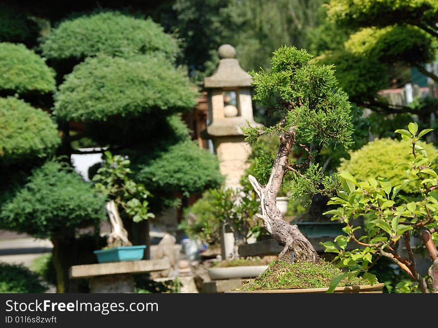 Bonsai trees still-life. Miniatures in a peaceful Japanese garden.