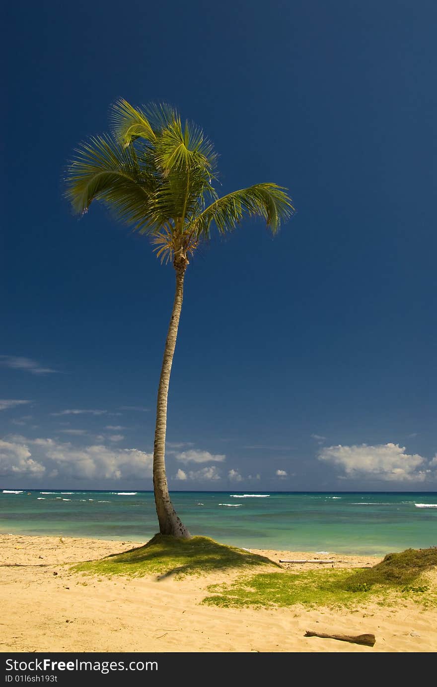 A palm tree at a beautiful beach