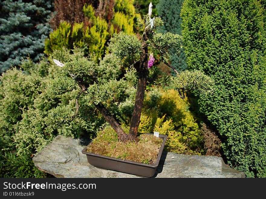 Bonsai trees still-life. Miniatures in a peaceful Japanese garden.