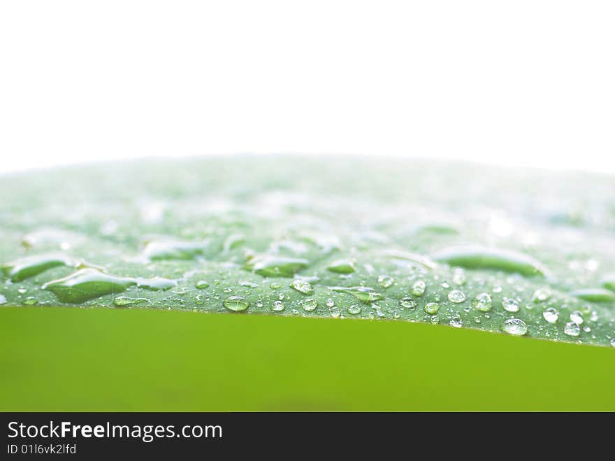 Dewy water green leaf in white background. Dewy water green leaf in white background