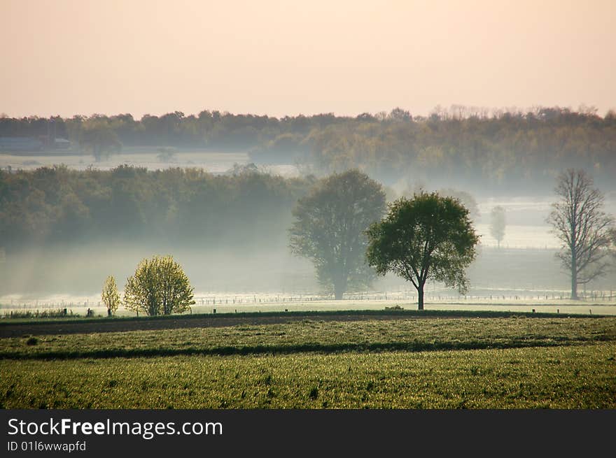 Trees in a morning fog