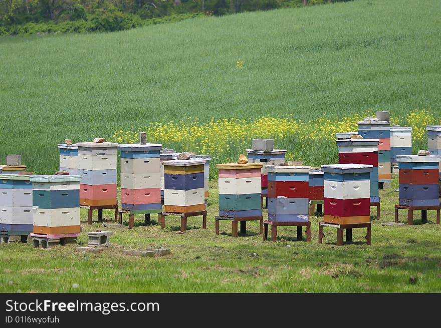 Bee hives in green meadow.