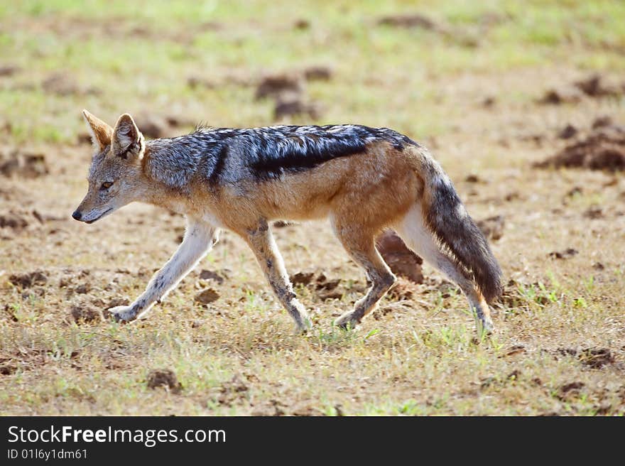 An inquisitive Jackal passes close by. An inquisitive Jackal passes close by