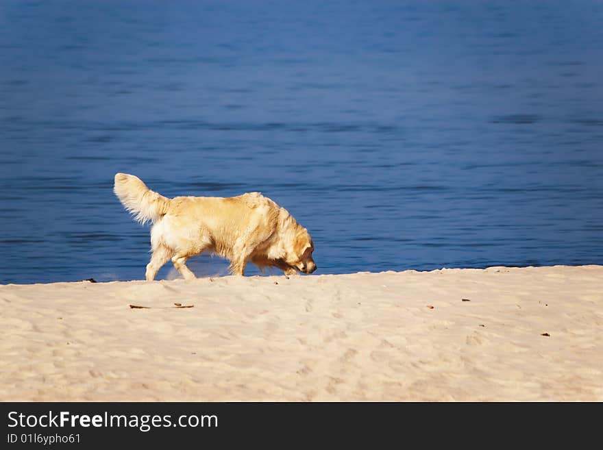 Dog at the beach