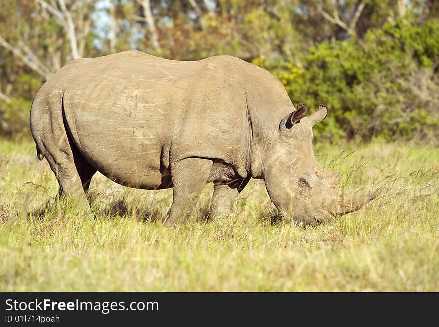 A large Male White rhino grazes in the late afternoon