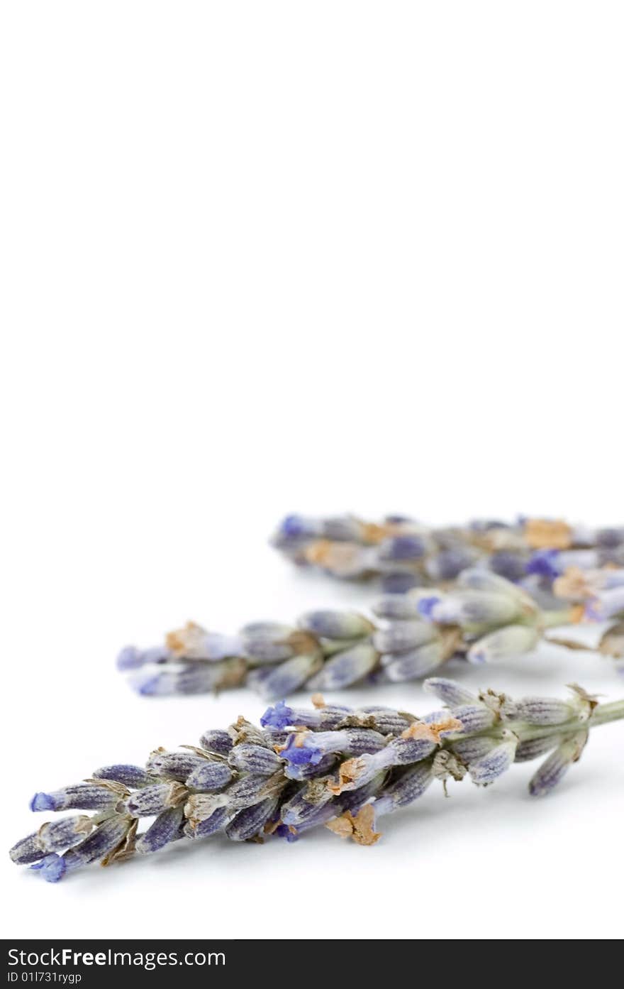 Lavender branch on white background