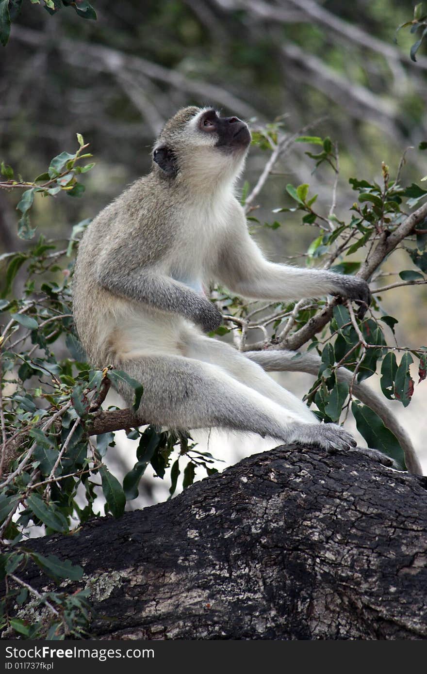 Baboon sitting on tree - south africa