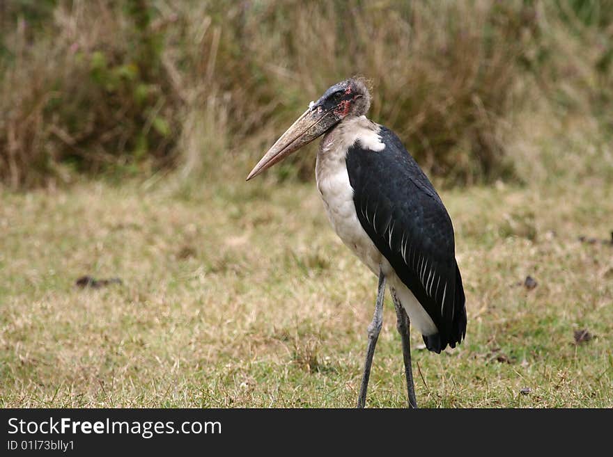 Marabout (Leptoptilus crumeniferus) in Ngorongoro National Park, Tanzania