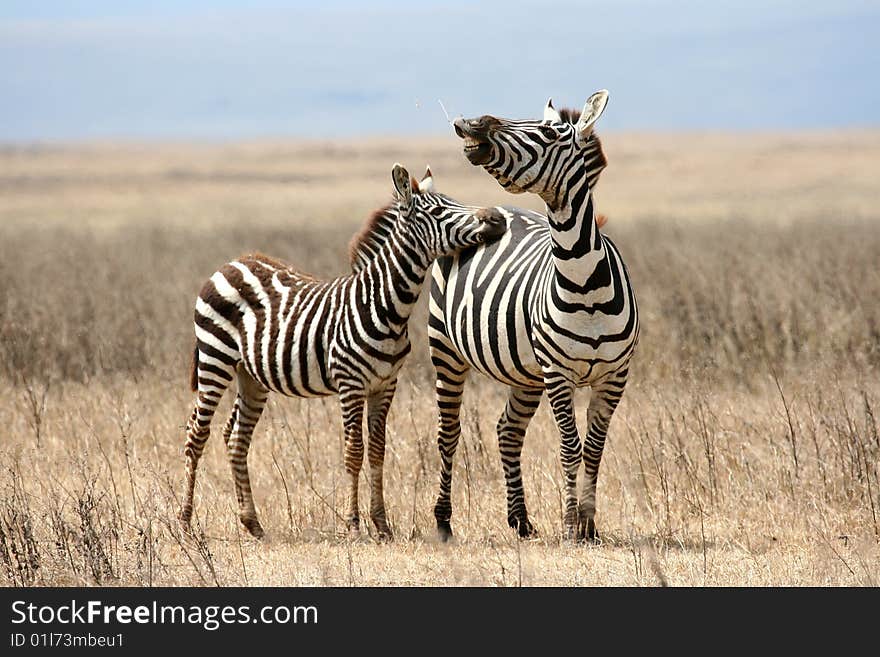 Zebras (Equus quagga) - mother with a foal in Ngorongoro National Park, Tanzania