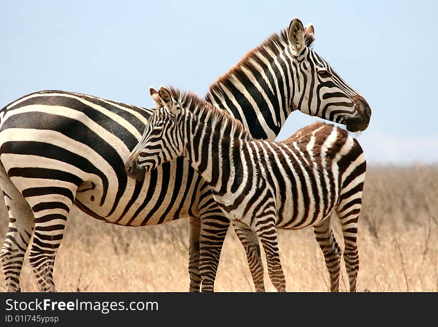 Zebras (Equus quagga) - mother with a foal in Ngorongoro National Park, Tanzania. Zebras (Equus quagga) - mother with a foal in Ngorongoro National Park, Tanzania