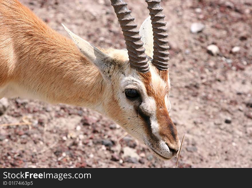 Thomson's gazelle (Eudorcas thomsoni) in Ngorongoro National Park, Tanzania. Thomson's gazelle (Eudorcas thomsoni) in Ngorongoro National Park, Tanzania