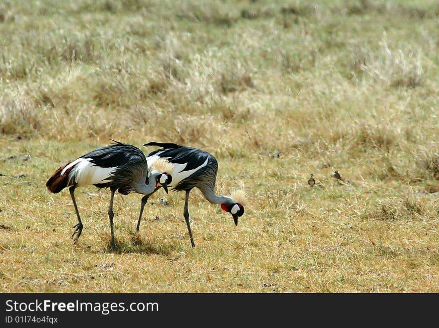 Great crowned cranes (Balearica regulorum) in Ngorongoro National Park, Tanzania