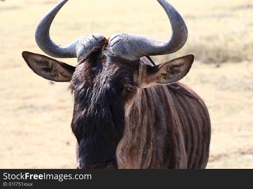 Wildebeest portrait