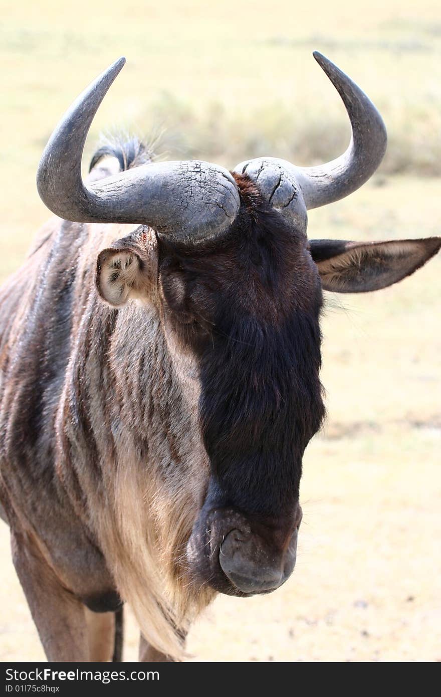 Wildebeest portrait