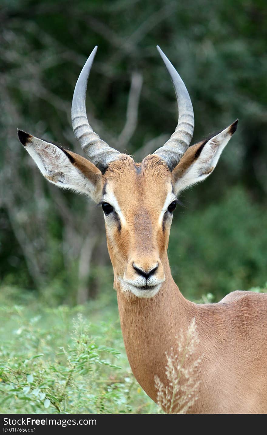 Male impala - kruger national park - south africa. Male impala - kruger national park - south africa