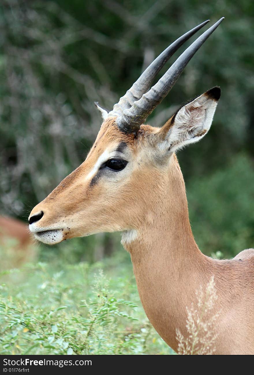 Male Impala Portrait