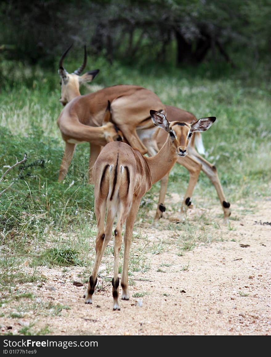 Small group of impalas