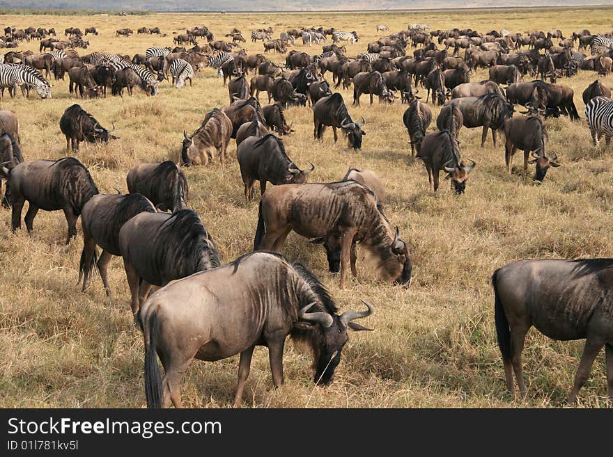 Wildebeests