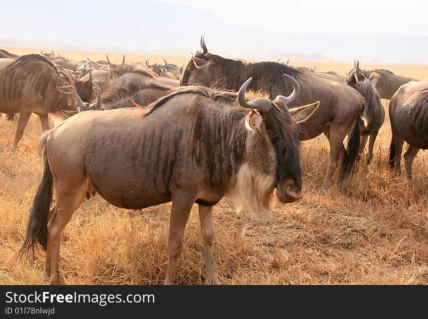 Herd of Wildebeests (Connochaetes taurinus) in Ngorongoro National Park, Tanzania