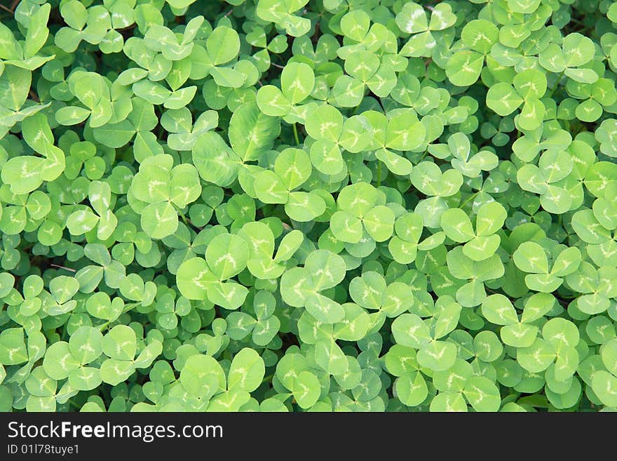 Green background of the fresh dutch clover