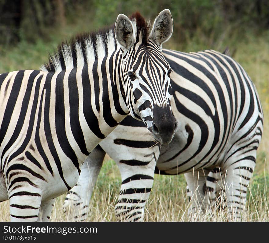 Zebras - close up - kruger np - south africa