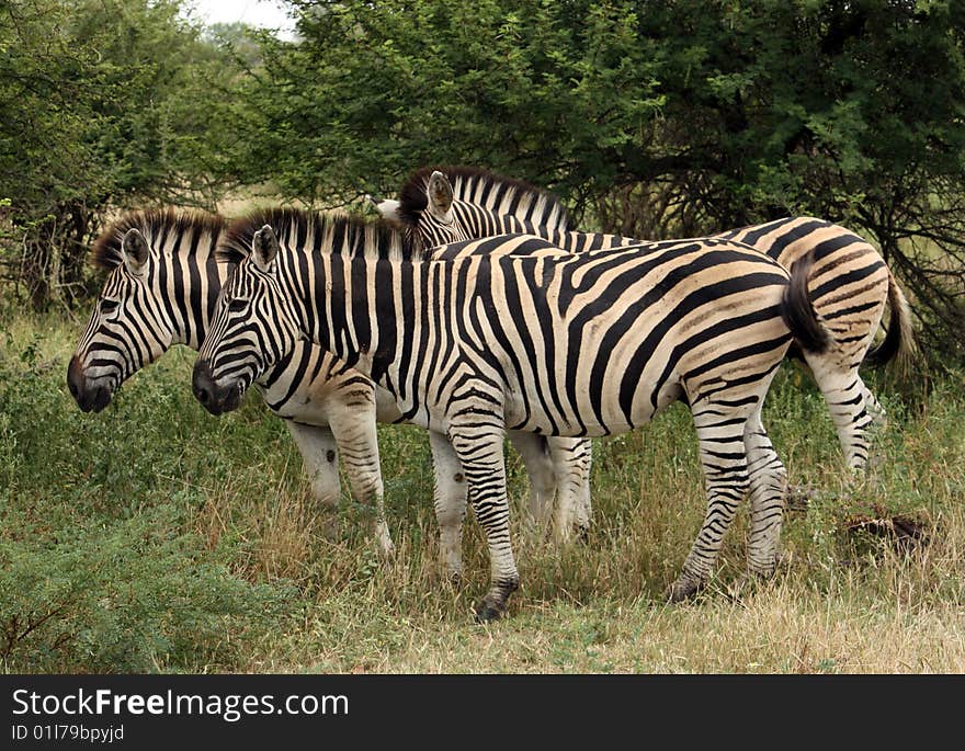 Group of zebras - kruger np - south africa