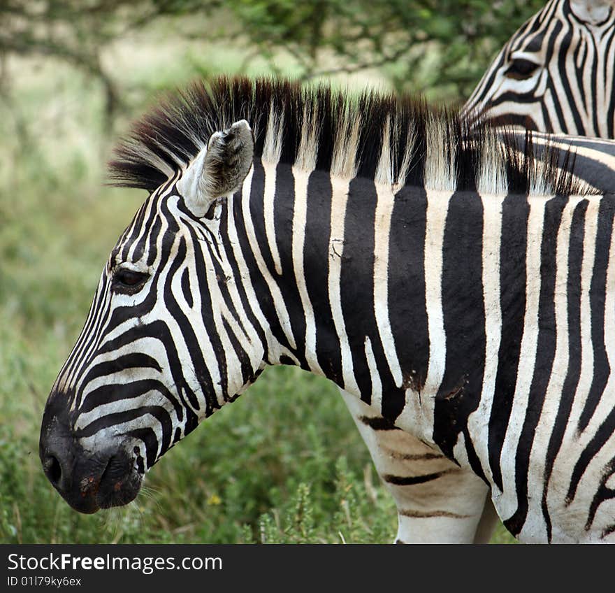 Zebra - profile close up - south africa