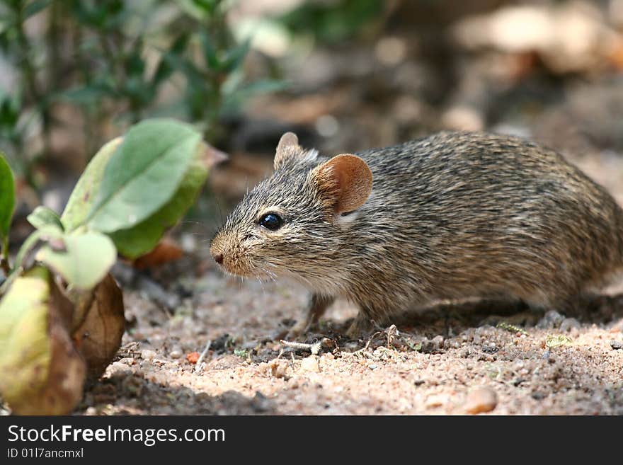 Mouse searching for food in Serengeti National Park, Tanzania