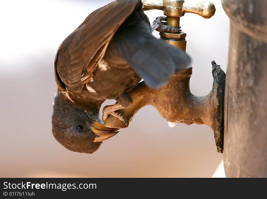 A bird drinking water from a tap in Serengeti National Park, Tanzania