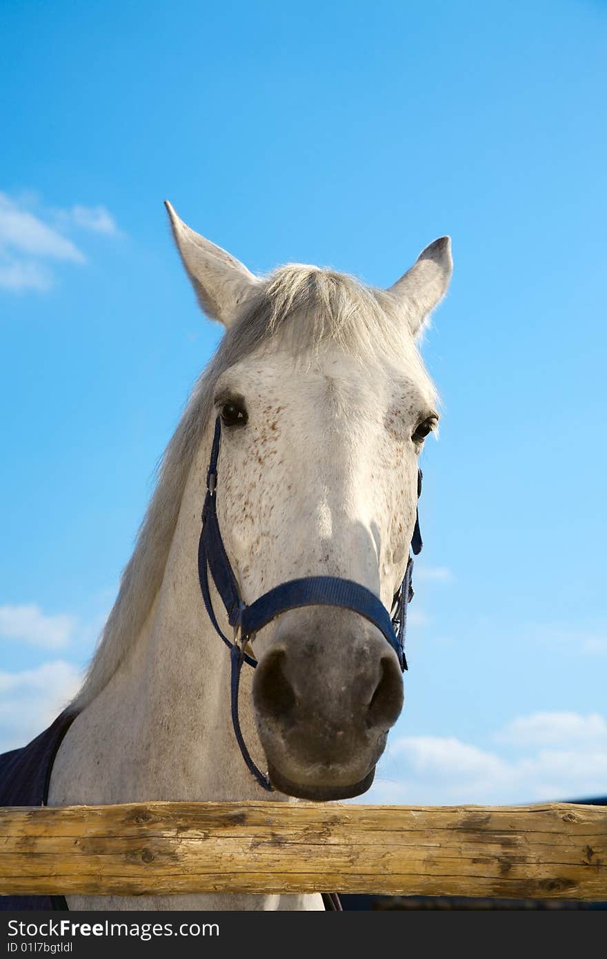 Head of the white horse on the blue