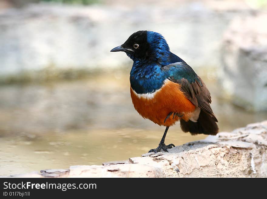 Superb Starling (Lamprotornis superbus), Serengeti National Park, Tanzania