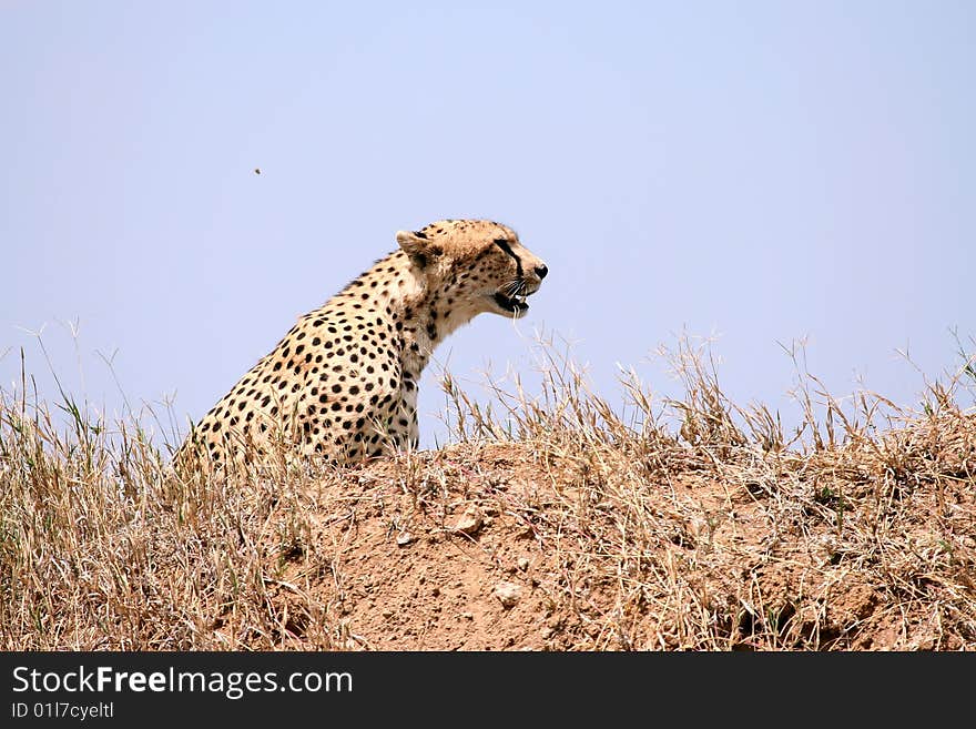 Cheetah (Acinonyx jubatus) watching for a prey in Serengeti National Park, Tanzania. Cheetah (Acinonyx jubatus) watching for a prey in Serengeti National Park, Tanzania