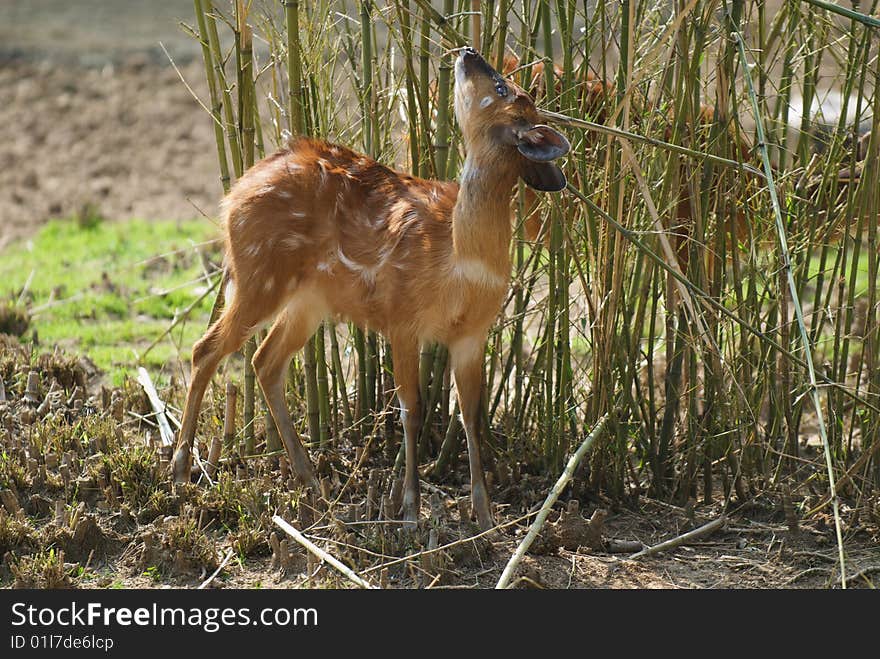 Fallow deer hiding behind a bush