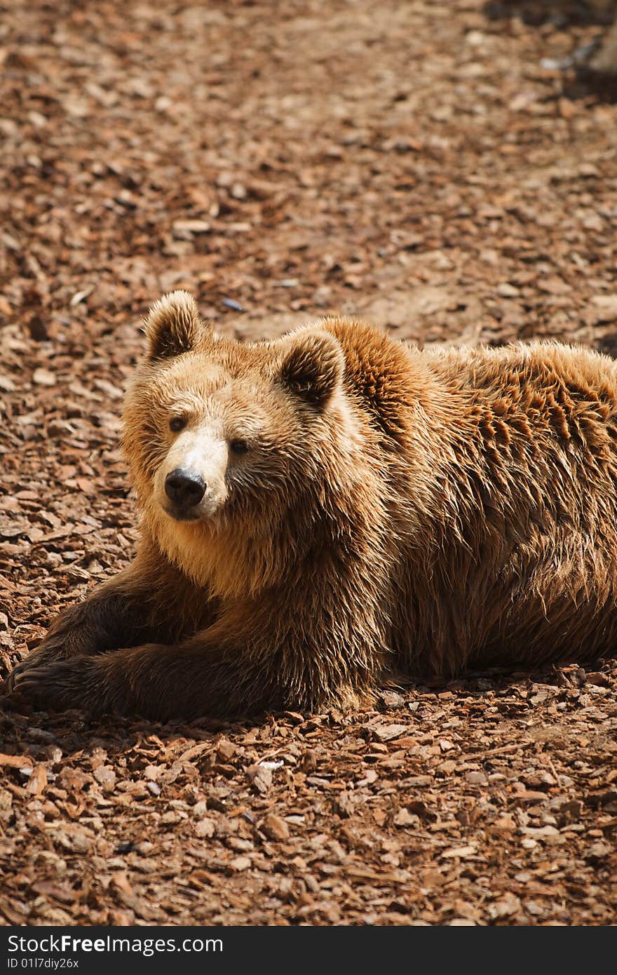 Brown Bear - Ursus arctors enjoying the sun after a bath in the river