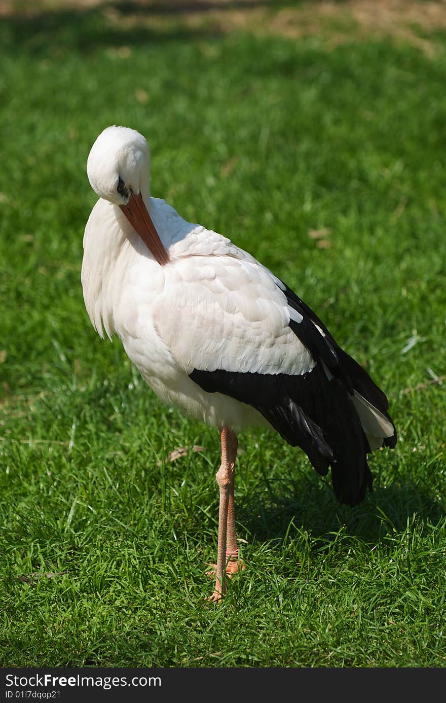 White storck - Ciconia Ciconia resting on a grass field