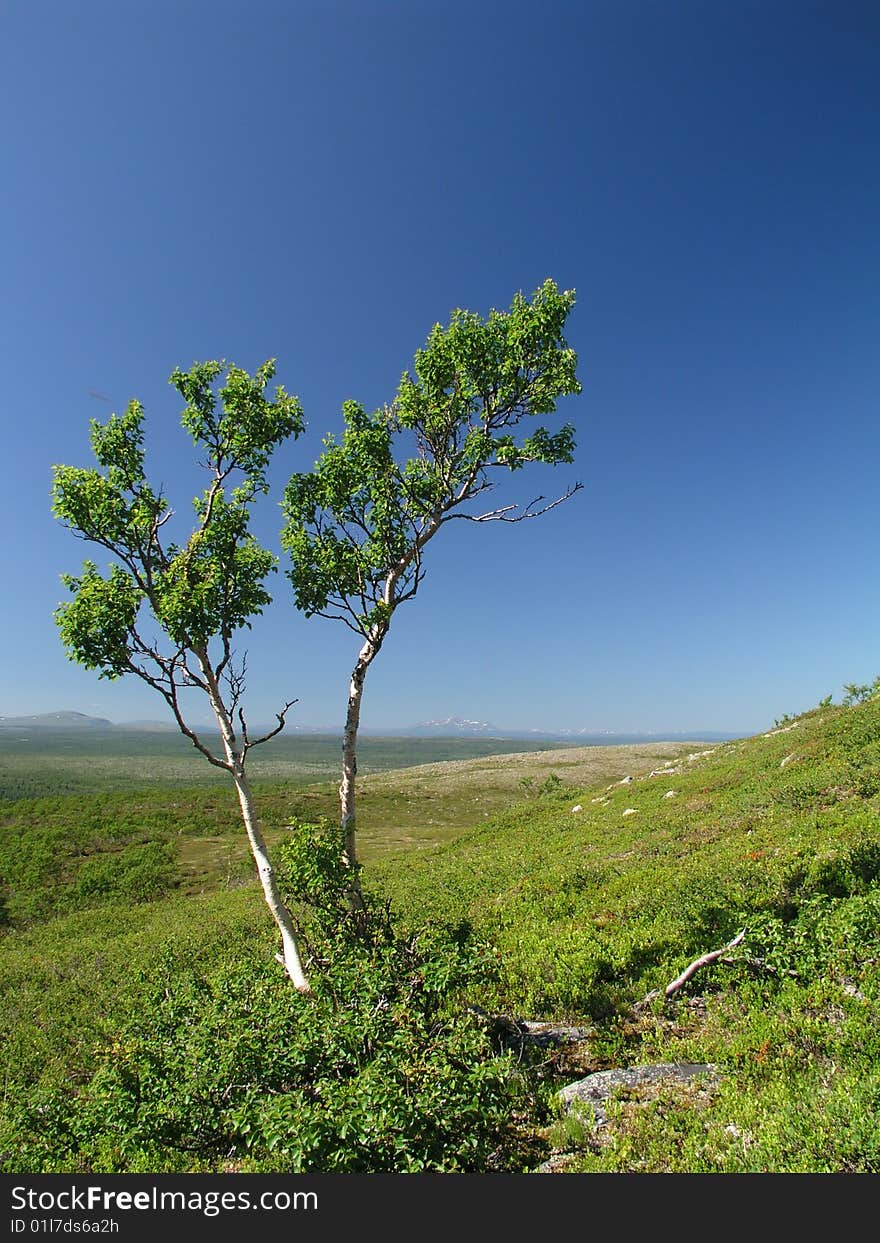 A Tree And The Blue Sky. A Tree And The Blue Sky