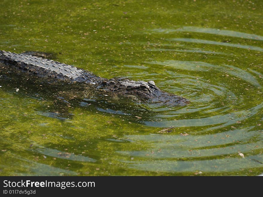 Alligator Mississipiensis observing from low water