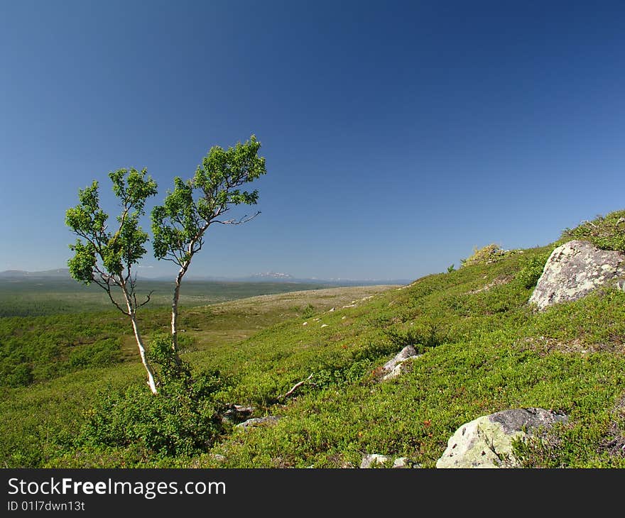 A Tree And The Blue Sky. A Tree And The Blue Sky