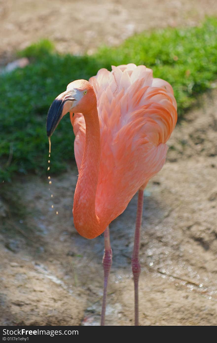 Flamingo - Phoenicopterus ruber ruber standing still