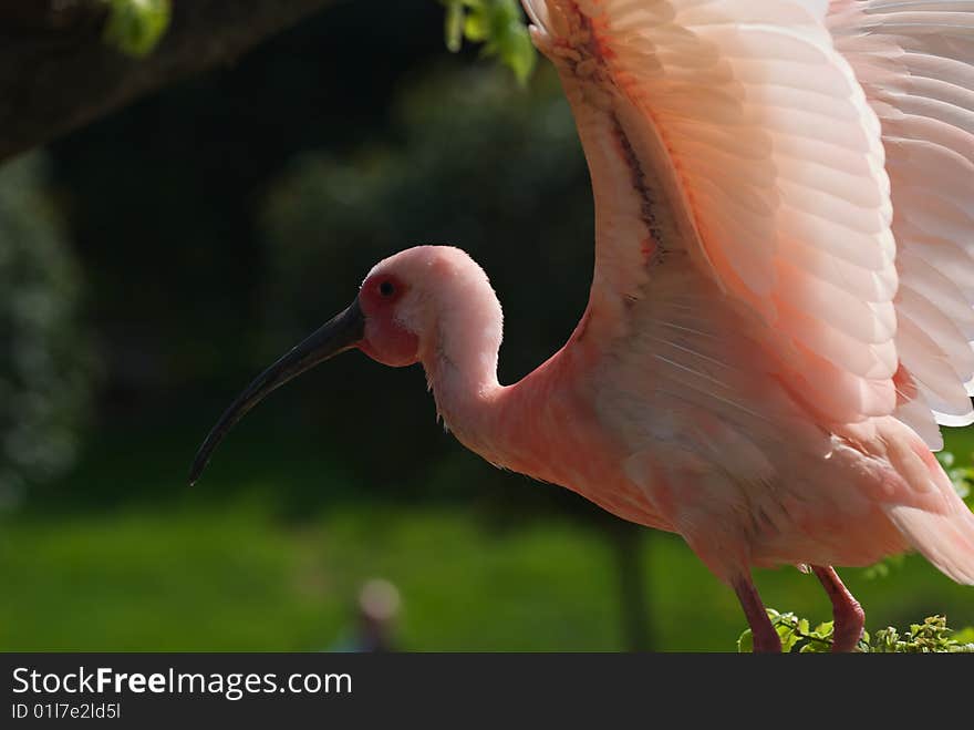 Red Ibis after a bath - Ciconiiformes - Threskiornithinae - Eudocimus Ruber. Red Ibis after a bath - Ciconiiformes - Threskiornithinae - Eudocimus Ruber