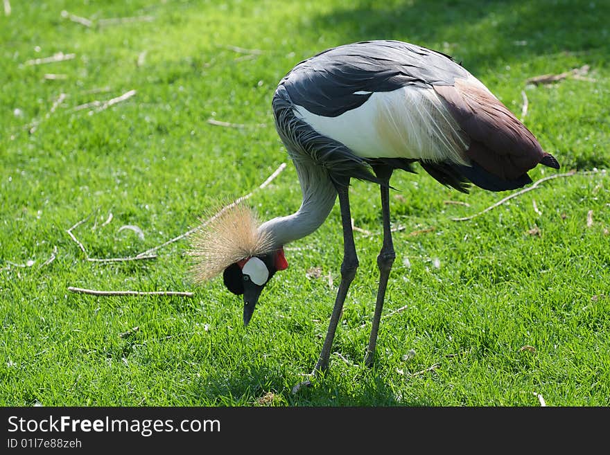 Crowned Crane - Balearica Pavonina searching for food