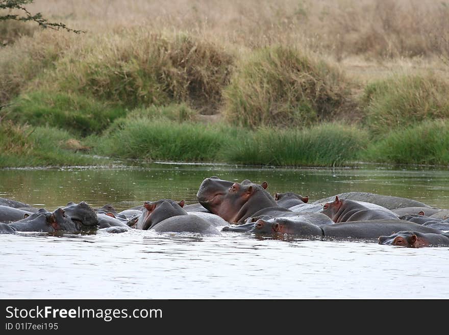 Group of hippos (Hippopotamus amphibius) in a pond in Serengeti National Park, Tanzania