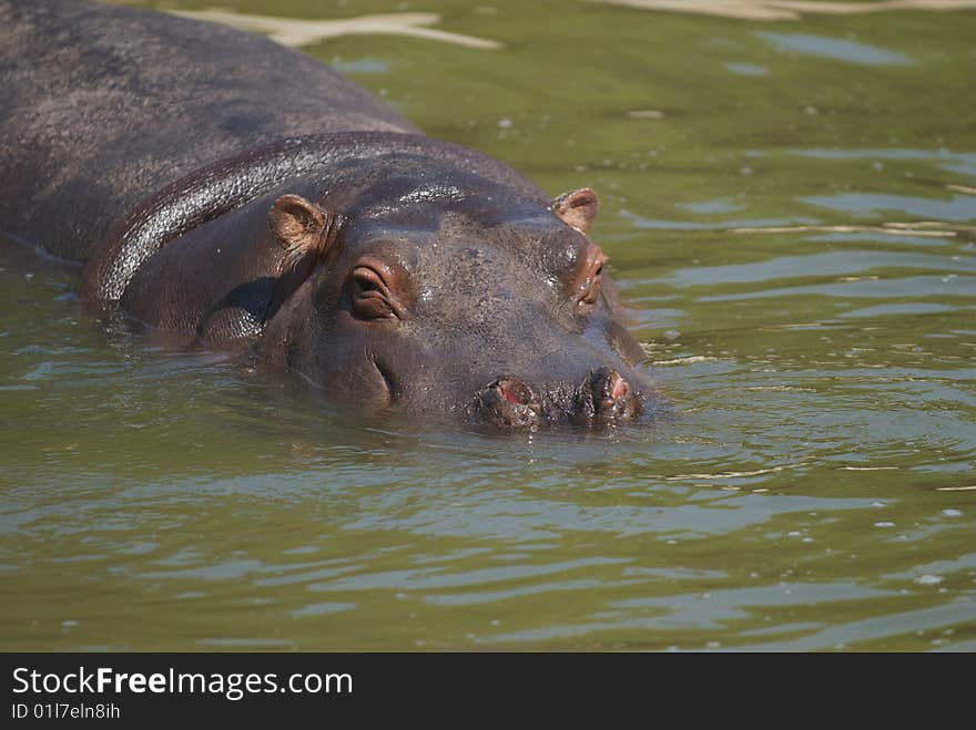 Hippopotamus amphibius looking around from low water